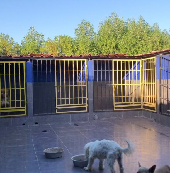 Pet's house