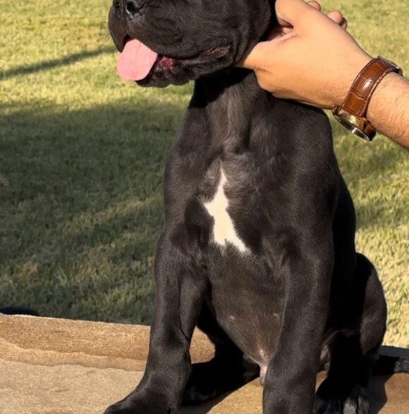 Victoria kennel