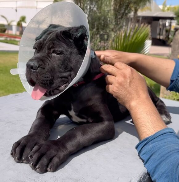 Victoria kennel