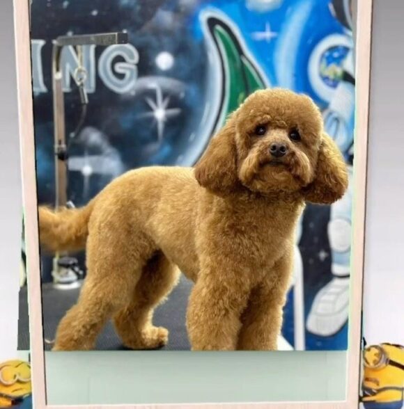 Linda pet services