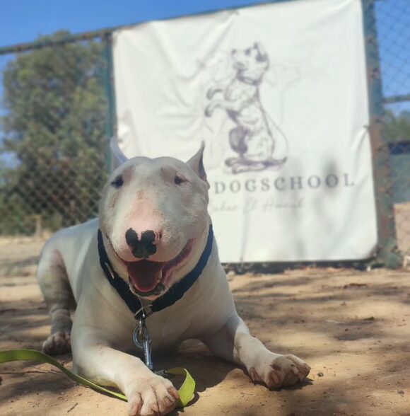 Bahae Dogschool