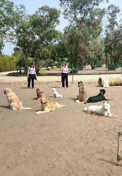 Bahae Dogschool