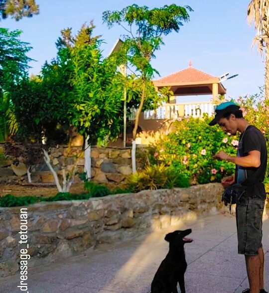 K9 dressage tetouan