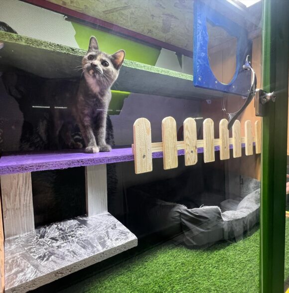 Animalerie PET PARADISE