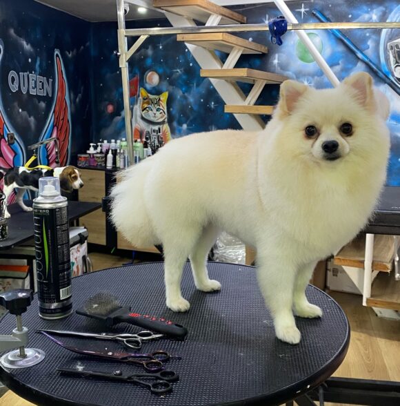 PetSpace