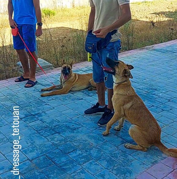 K9 dressage tetouan