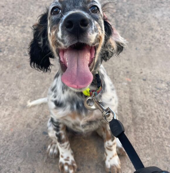 Petfinder