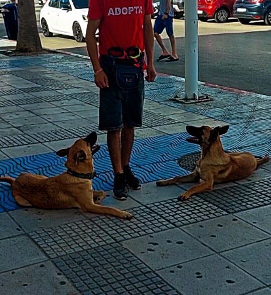 K9 dressage tetouan