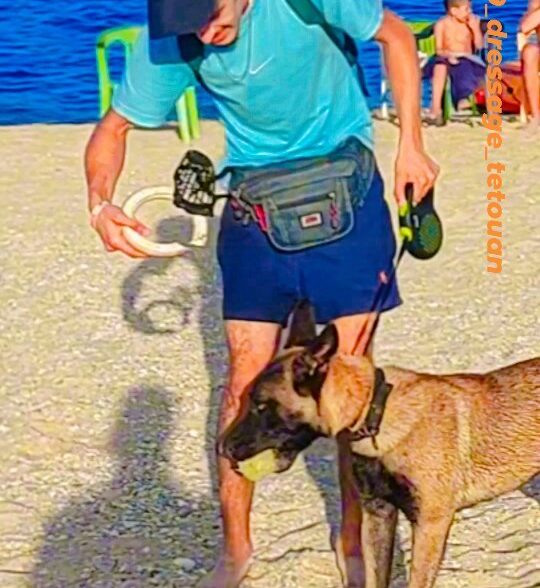 K9 dressage tetouan