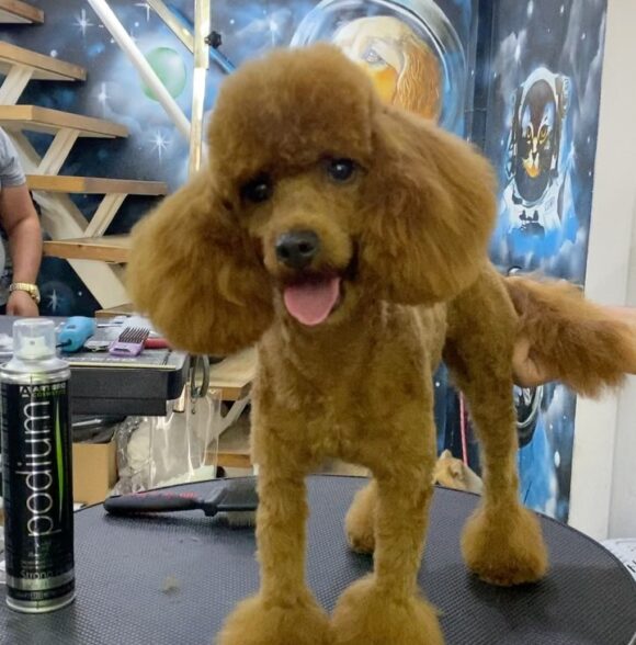 Linda pet services