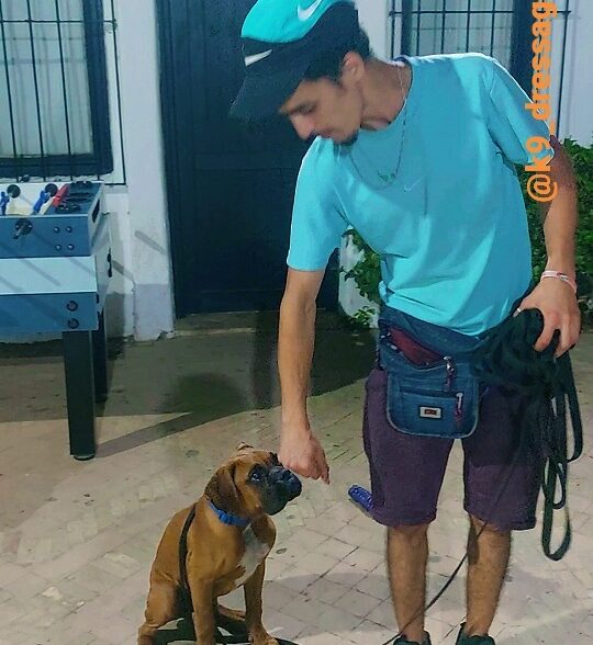 K9 dressage tetouan