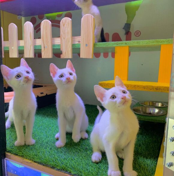 Animalerie PET PARADISE