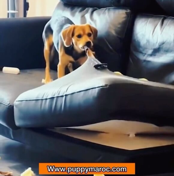 K9 dressage tetouan