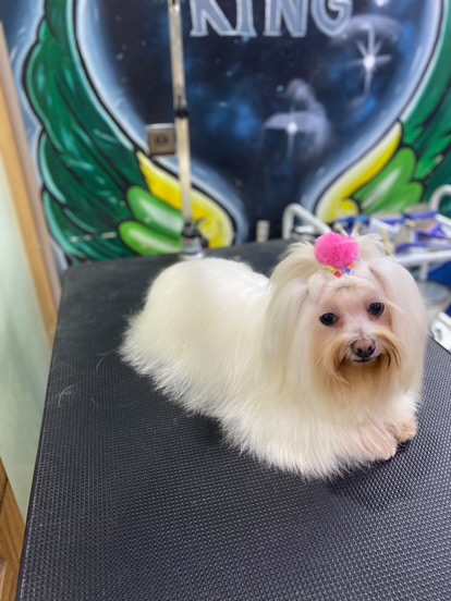 Linda pet services