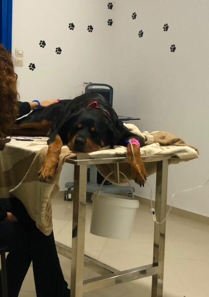 Clinique Vétérinaire Dr Chakroune