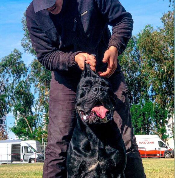 Dst_dogs