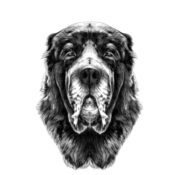 A.M.I CANIN