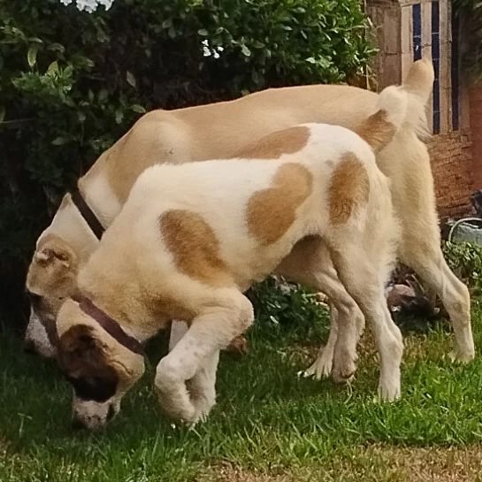 A.M.I CANIN