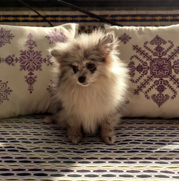 Spitz of love