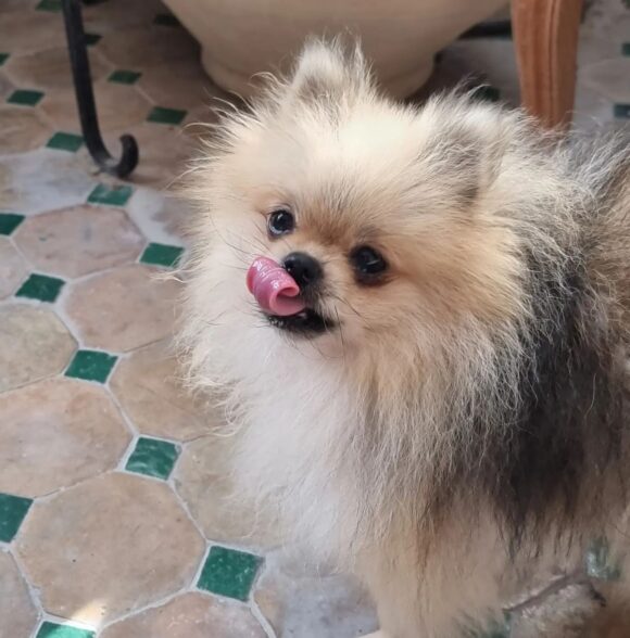 Spitz of love