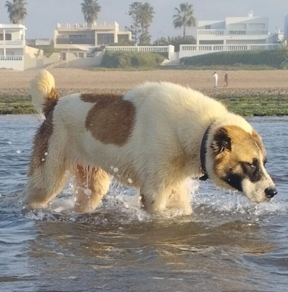 A.M.I CANIN