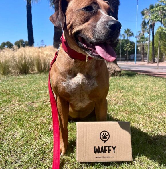 Waffy