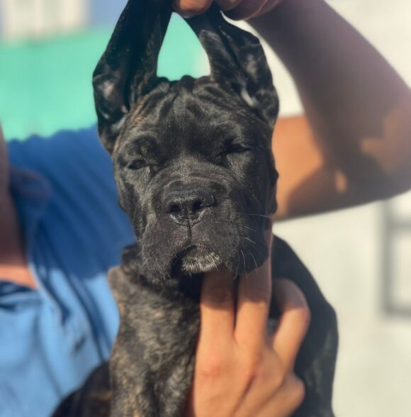 Impero-kennel