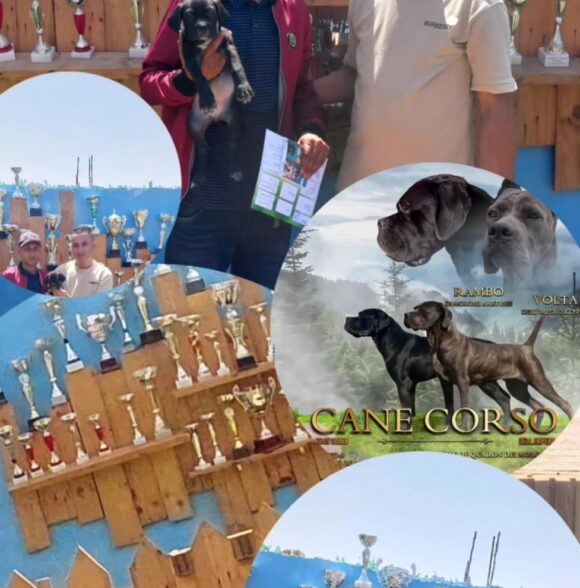 Impero-kennel