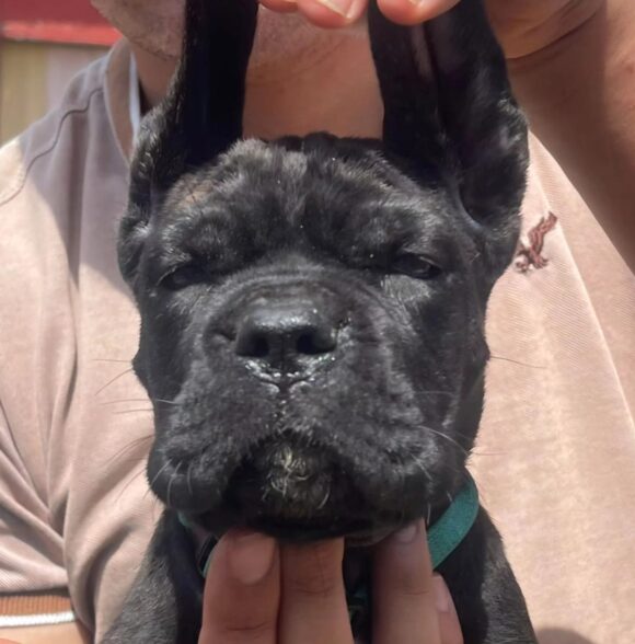 Impero-kennel