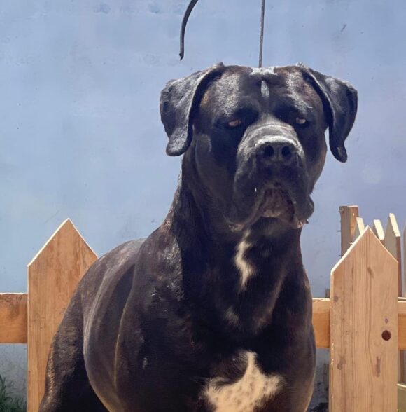 Impero-kennel