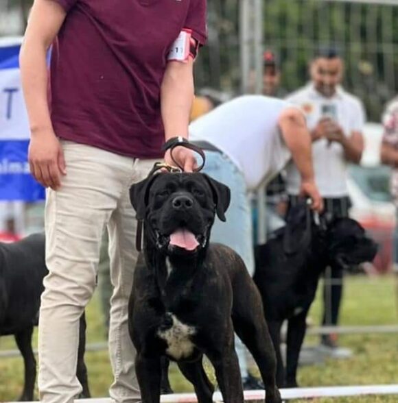 Impero-kennel