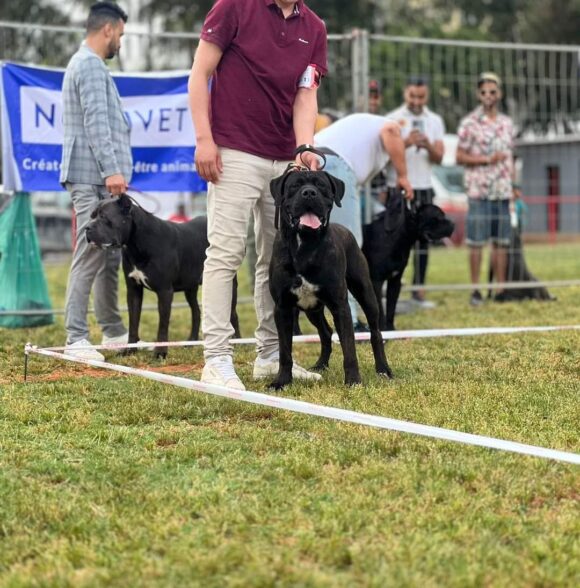 Impero-kennel