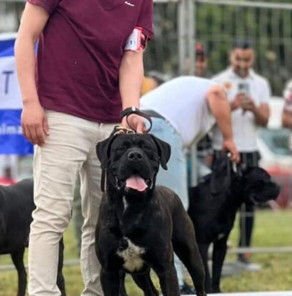 Impero-kennel