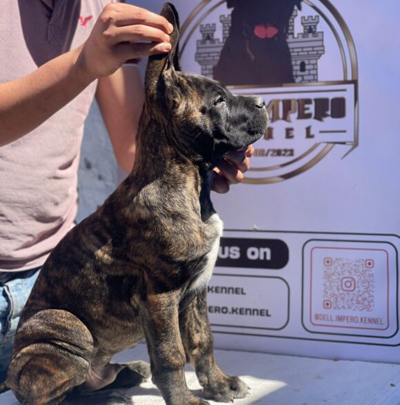 Impero-kennel
