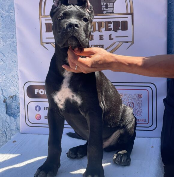 Impero-kennel