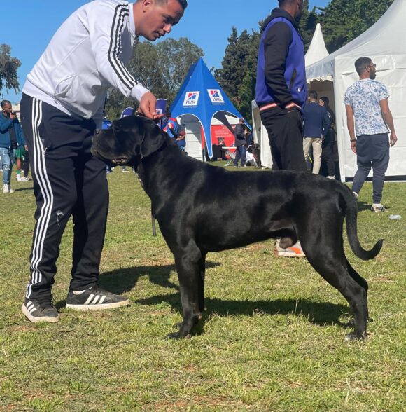 Impero-kennel