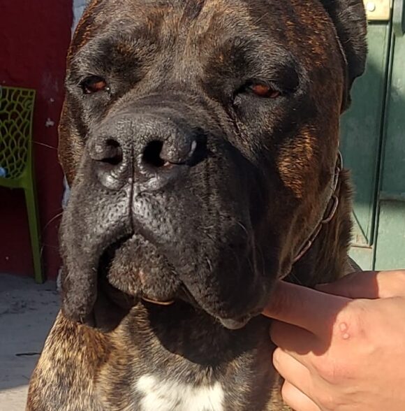 Impero-kennel