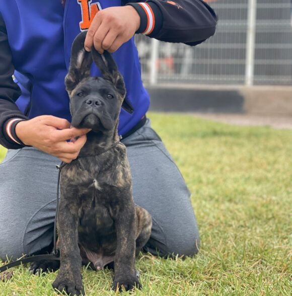 Impero-kennel