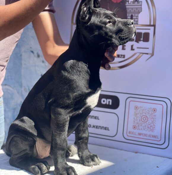 Impero-kennel