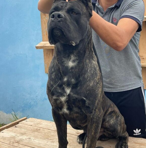 Impero-kennel