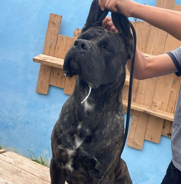 Impero-kennel