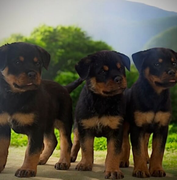 Kennel TT PRIMO GANG