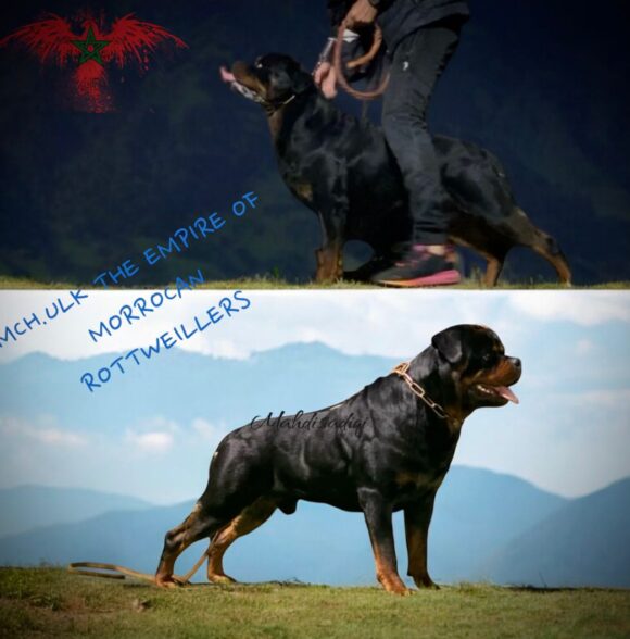 Kennel TT PRIMO GANG