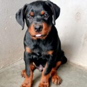Centre Canin d’Amizmiz