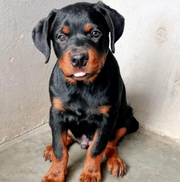 Centre Canin d’Amizmiz
