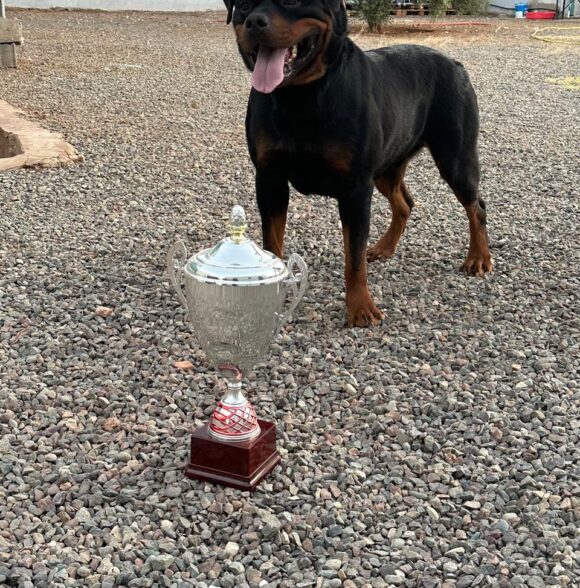 Centre Canin d'Amizmiz