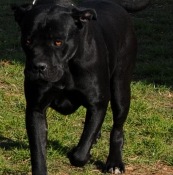 Centre Canin d'Amizmiz
