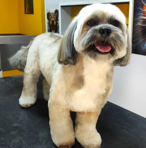 Pet grooming by mehdi