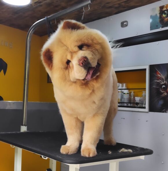 Pet grooming by mehdi