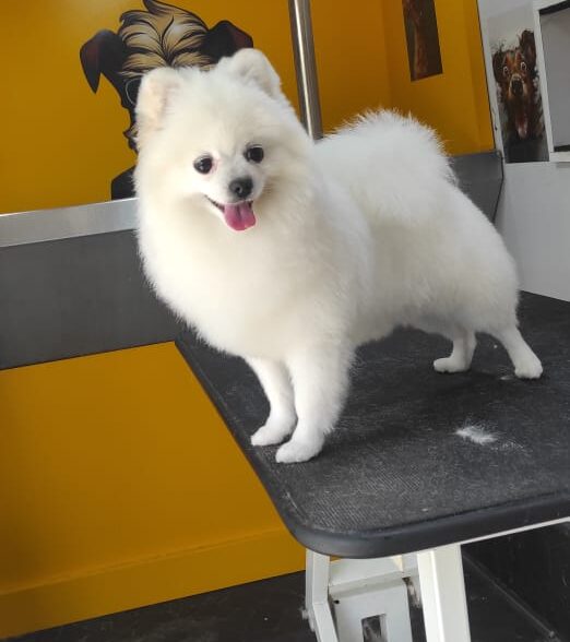 Pet grooming by mehdi